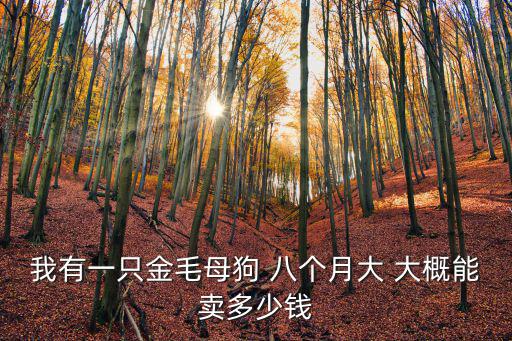 我有一只金毛母狗 八個月大 大概能賣多少錢