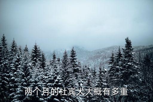 兩個(gè)月的杜賓犬大概有多重