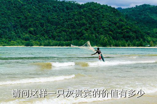 請問這樣一只灰貴賓的價值有多少