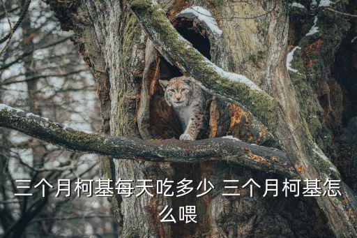 三個月柯基每天吃多少 三個月柯基怎么喂