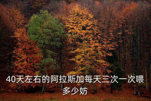 40天左右的阿拉斯加每天三次一次喂多少妨
