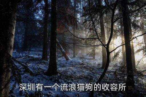 深圳萌寵社，深圳魔法魚