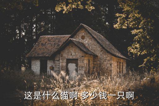 簡州貓多少錢一只，這只貓多少錢