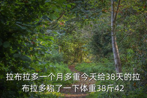 拉布拉多一個月多重今天給38天的拉布拉多稱了一下體重38斤42