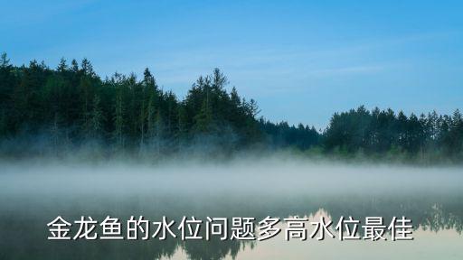 金龍魚的水位問題多高水位最佳
