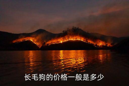 長毛狗的價格一般是多少