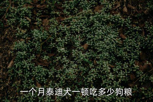 一個月泰迪犬一頓吃多少狗糧