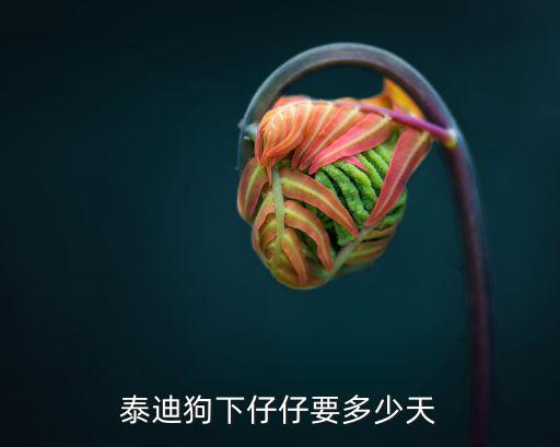 泰迪狗下仔仔要多少天