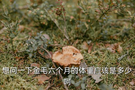想問一下金毛六個月的體重應該是多少呵