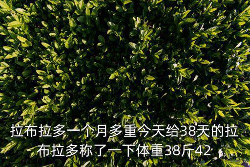 拉布拉多一個月多重今天給38天的拉布拉多稱了一下體重38斤42
