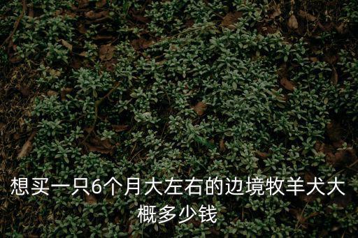 想買一只6個(gè)月大左右的邊境牧羊犬大概多少錢