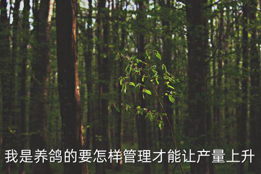 成都市小區養鴿管理，我是養鴿的要怎樣管理才能讓產量上升