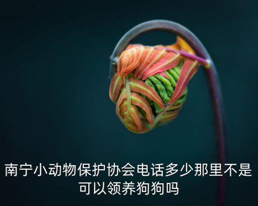 南寧小動物保護協會電話多少那里不是可以領養狗狗嗎