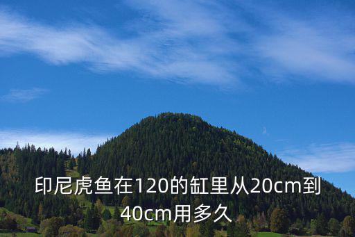 印尼虎魚在120的缸里從20cm到40cm用多久
