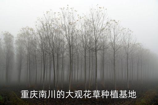 重慶南川的大觀花草種植基地