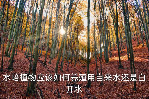水培植物怎么養(yǎng),水培植物怎么養(yǎng)?