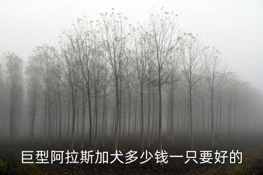 巨型阿拉斯加犬多少錢一只要好的