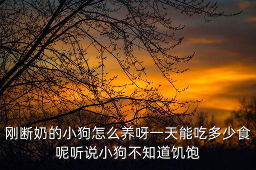 剛斷奶的小狗怎么養(yǎng)呀一天能吃多少食呢聽說(shuō)小狗不知道饑飽