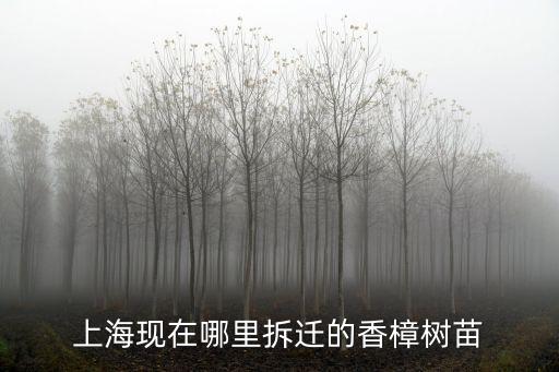 上海現在哪里拆遷的香樟樹苗