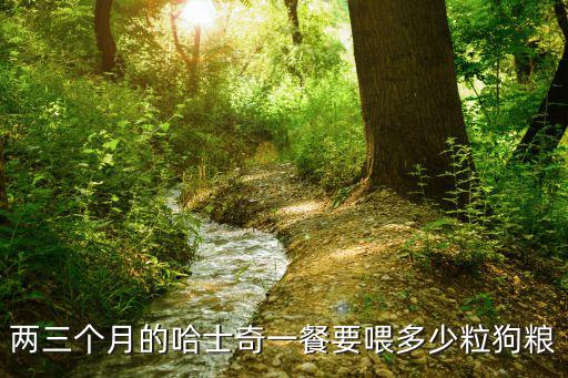 兩三個月的哈士奇一餐要喂多少粒狗糧
