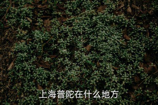 上海普陀在什么地方