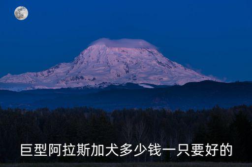 阿拉斯加大型的多少錢，巨型阿拉斯加純種阿拉斯加幼犬多少錢大型
