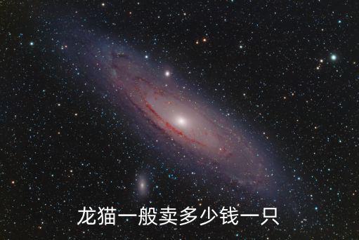 黑色龍貓多少錢一只，龍貓的市場價大概多少錢一只