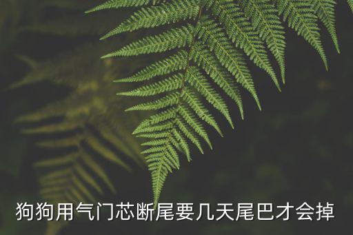 小狗斷尾一般要多少天，小狗斷尾要幾天