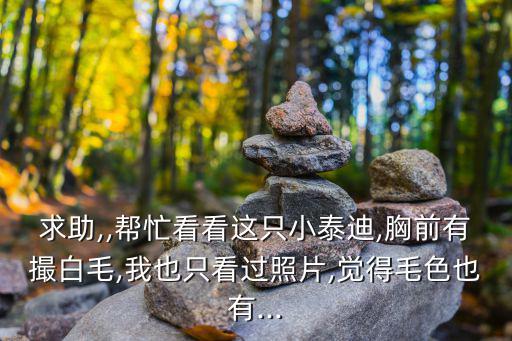 求助,,幫忙看看這只小泰迪,胸前有撮白毛,我也只看過照片,覺得毛色也有...