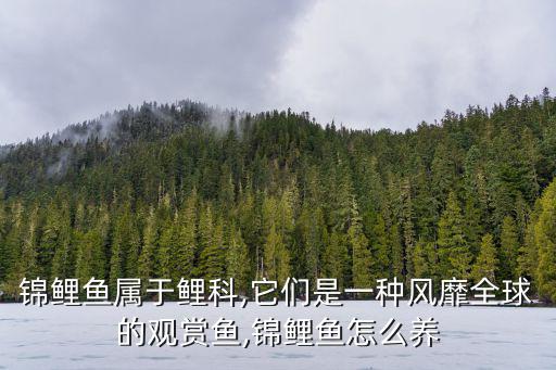 錦鯉魚屬于鯉科,它們是一種風(fēng)靡全球的觀賞魚,錦鯉魚怎么養(yǎng)