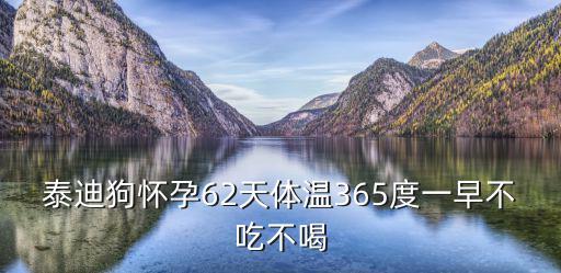 泰迪狗懷孕62天體溫365度一早不吃不喝
