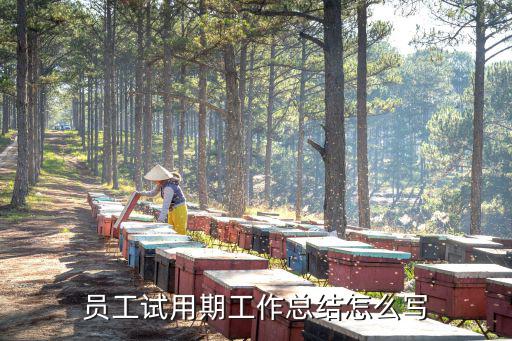 員工試用期工作總結怎么寫