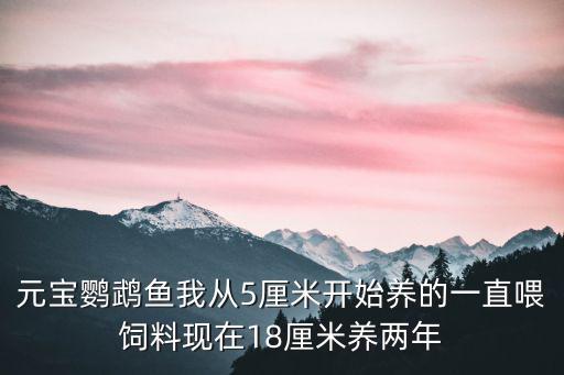 鸚鵡魚半年能長多少，鸚鵡魚的生長速度