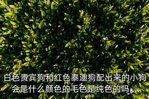 白色貴賓,貴賓犬種類繁多顏色不同造型各異