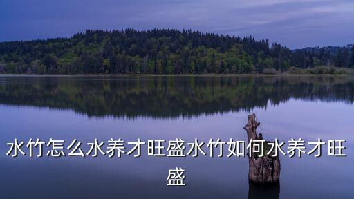 水竹怎么水養(yǎng)才旺盛水竹如何水養(yǎng)才旺盛
