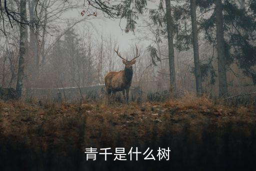 青千是什么樹