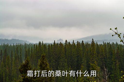 霜打后的桑葉有什么用