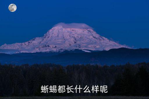 蜥蜴都長(zhǎng)什么樣呢