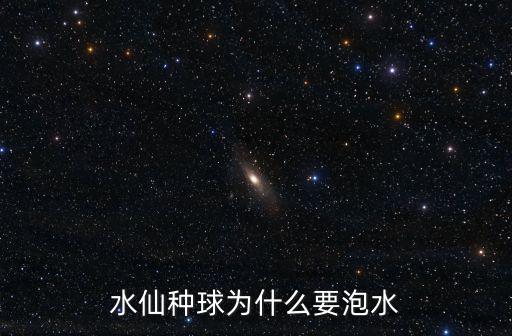 水仙種球為什么要泡水