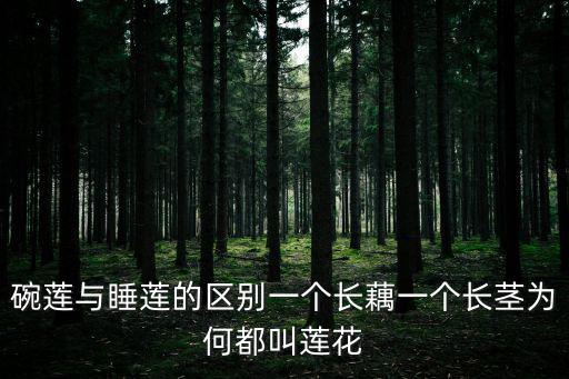 睡蓮和碗蓮的區別,如何鑒別荷蓮和菜蓮?一文看懂