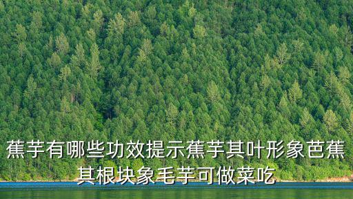 蕉芋的功效與作用，芭蕉芋甚么人不能吃