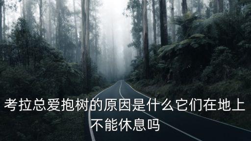 為什么禁止抱考拉,育兒袋開(kāi)口朝下為了方便寶寶進(jìn)食