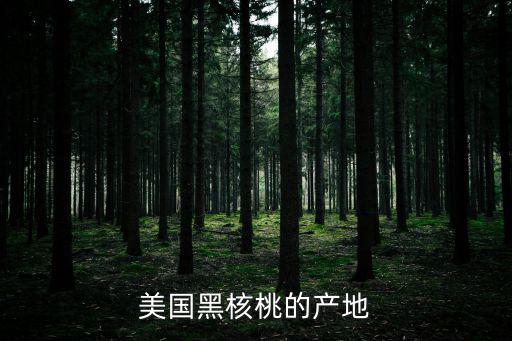 美國核桃,美國加州核桃樹上掛滿黑核桃果實