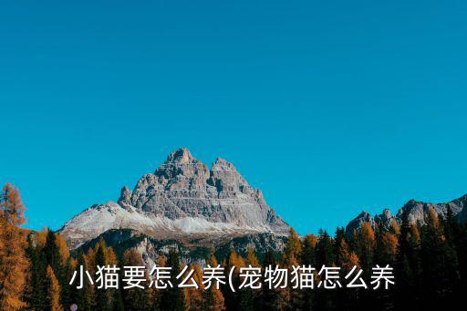 小貓要怎么養(yǎng)(寵物貓?jiān)趺答B(yǎng)