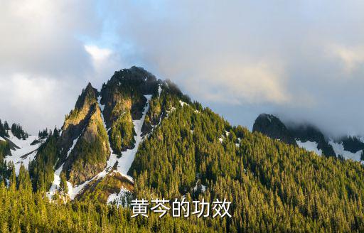 黃芩,黃芩可分為兩種類型其中一種為假黃芩