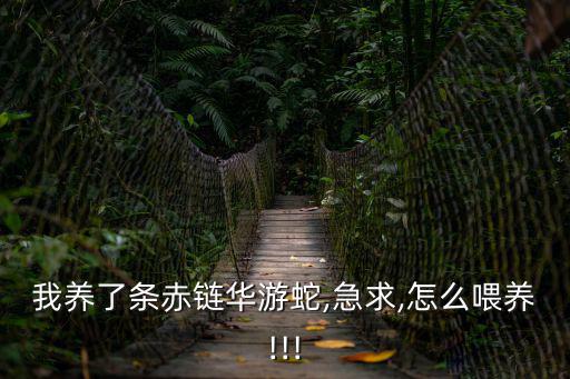 我養(yǎng)了條赤鏈華游蛇,急求,怎么喂養(yǎng)!!!