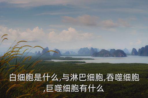 白細胞是什么,與淋巴細胞,吞噬細胞,巨噬細胞有什么