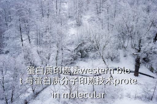 分子印跡技術(shù)，蛋白質(zhì)印跡法western blot 與蛋白質(zhì)分子印跡技術(shù)protein molecular