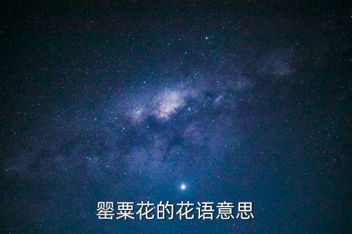 罌粟花的花語意思