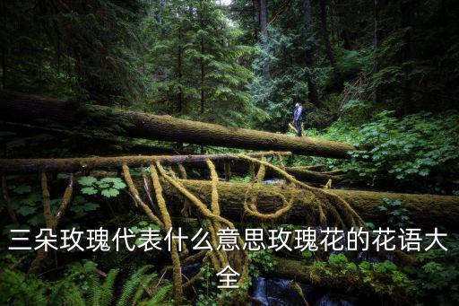 三朵玫瑰代表什么意思玫瑰花的花語大全
